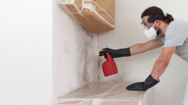 Professional Basement Mold Remediation technician working in Dublin, GA