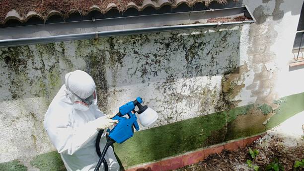 Top rated local Basement Mold Remediation specialists in Dublin, GA